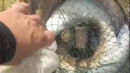 俩钓鱼佬偷200斤鱼不吃不卖只为向群友炫耀，双双被拘留
